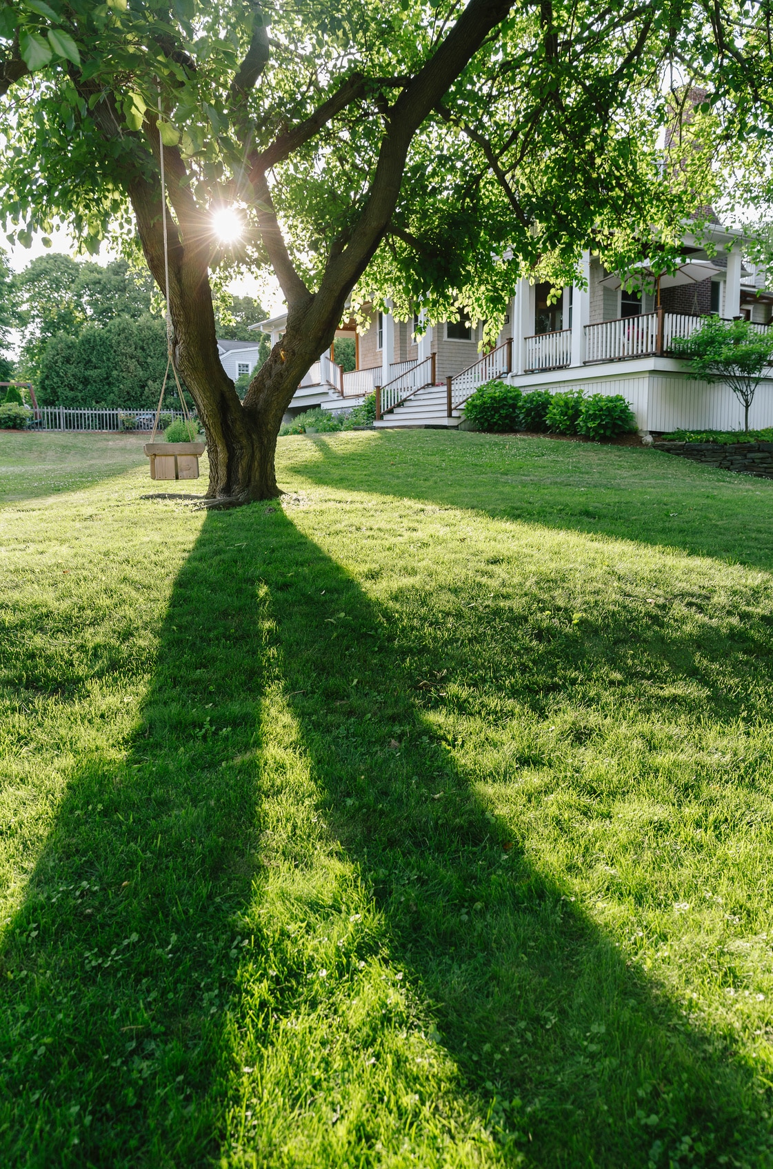 Backyard Summer